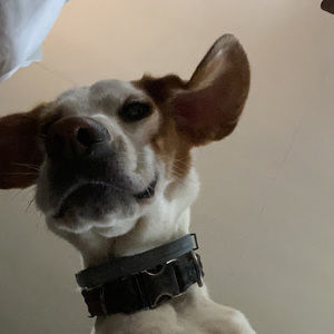 Meet your Posher, Austin